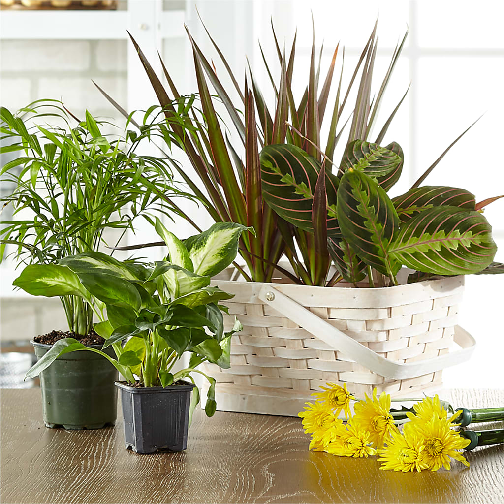 Florist Designed Blooming and Green Plants in a Basket – HUTCHINSON'S FLOWERS INC, Sykesville MD