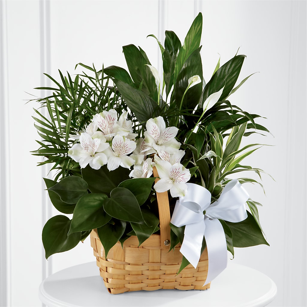 Peace & Serenity Dishgarden – HUTCHINSON'S FLOWERS INC, Sykesville MD