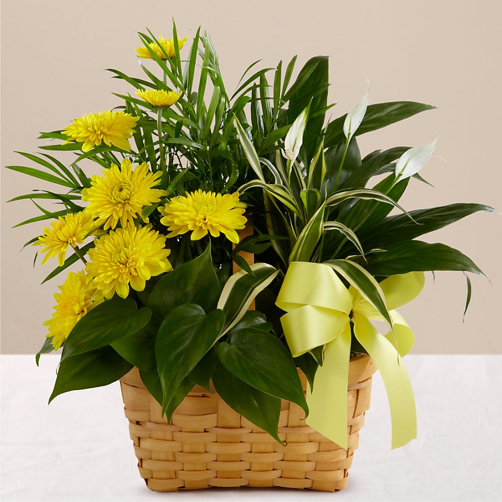 Loving Light Dishgarden – HUTCHINSON'S FLOWERS INC, Sykesville MD