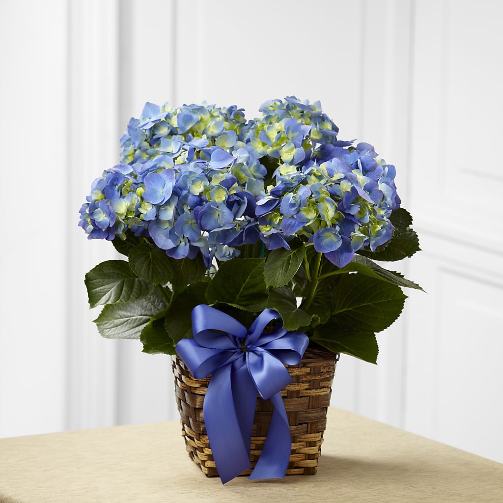 Blue Hydrangea Planter – HUTCHINSON'S FLOWERS INC, Sykesville MD