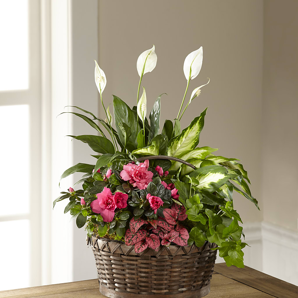 Dream in Pink Dishgarden – HUTCHINSON'S FLOWERS INC, Sykesville MD