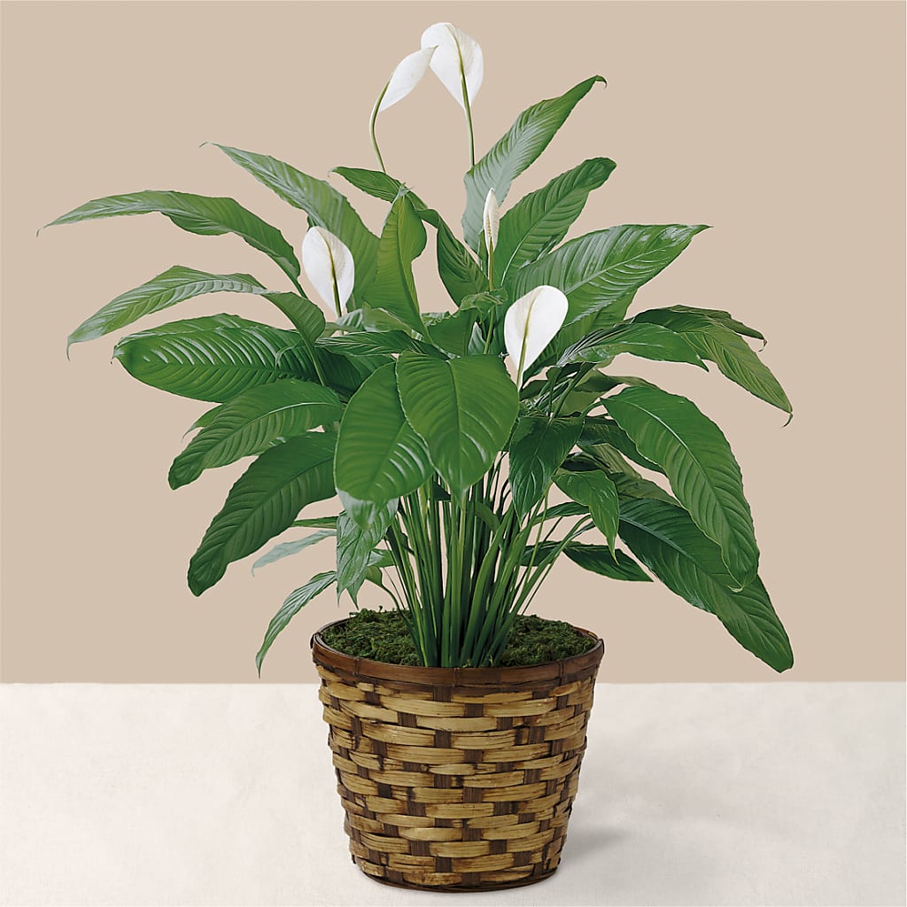 Tranquil Moments Peace Lily Plant – HUTCHINSON'S FLOWERS INC, Sykesville MD