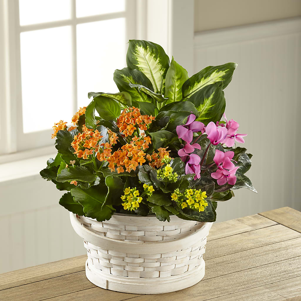 Color Crush Dishgarden – HUTCHINSON'S FLOWERS INC, Sykesville MD