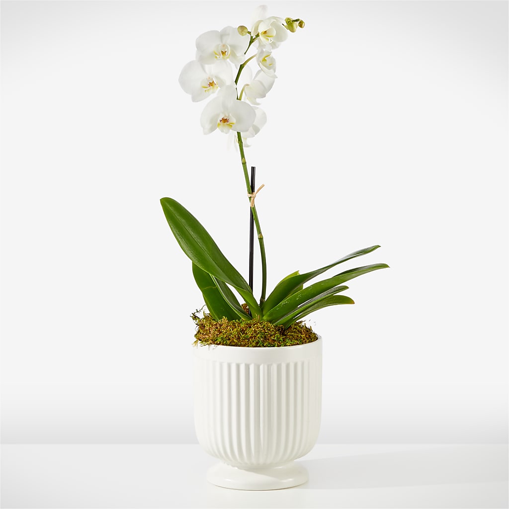 Whispering White Orchid – HUTCHINSON'S FLOWERS INC, Sykesville MD