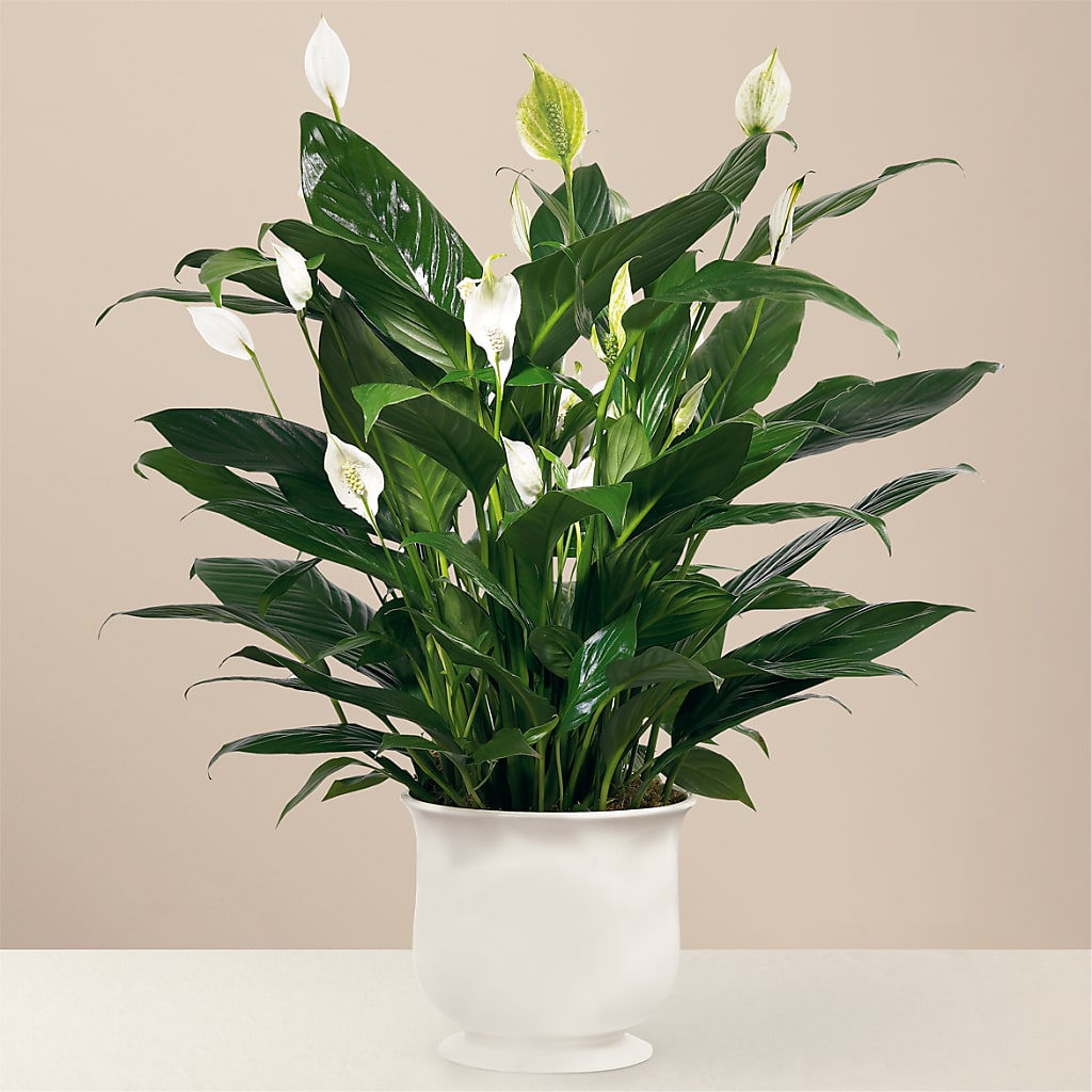 Comfort Planter – HUTCHINSON'S FLOWERS INC, Sykesville MD
