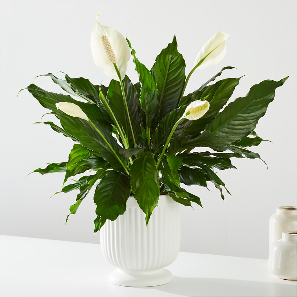 Comfort Planter – HUTCHINSON'S FLOWERS INC, Sykesville MD