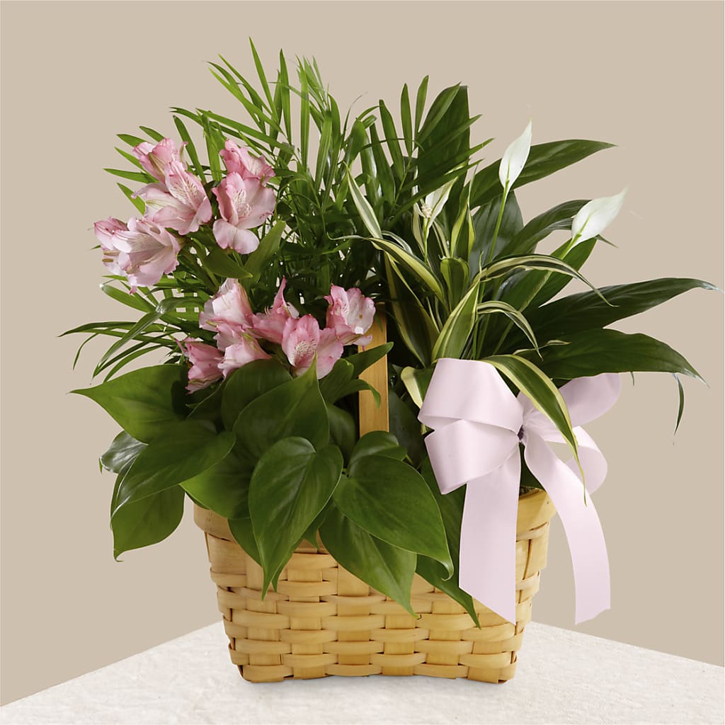 Living Spirit Dishgarden – HUTCHINSON'S FLOWERS INC, Sykesville MD