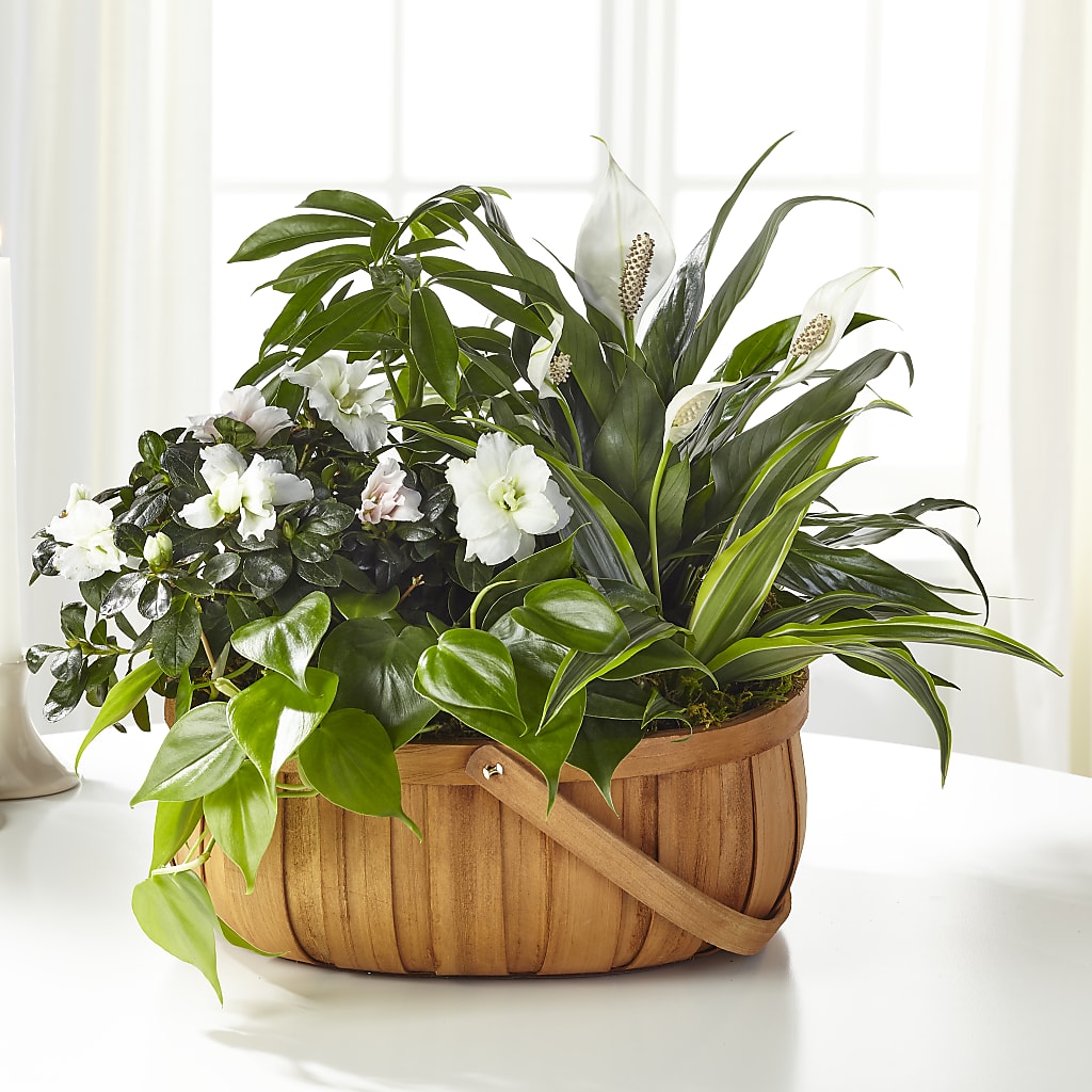 Serene Dishgarden – HUTCHINSON'S FLOWERS INC, Sykesville MD
