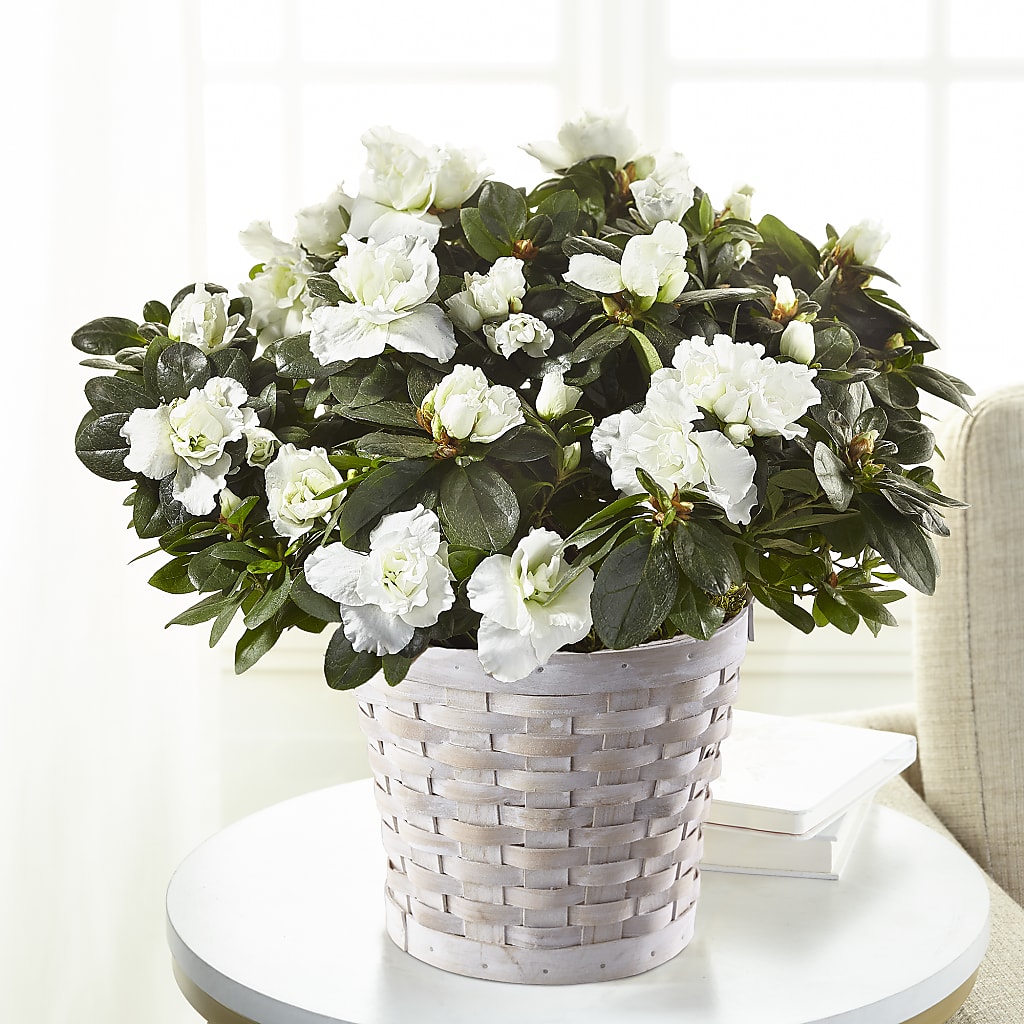 White Azalea Plant – HUTCHINSON'S FLOWERS INC, Sykesville MD