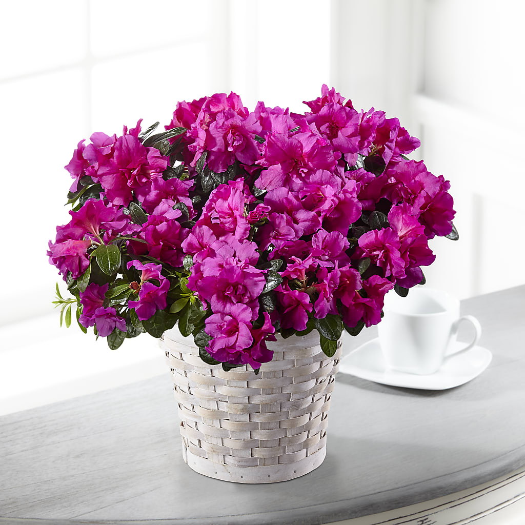 Hope & Serenity Azalea Plant – HUTCHINSON'S FLOWERS INC, Sykesville MD
