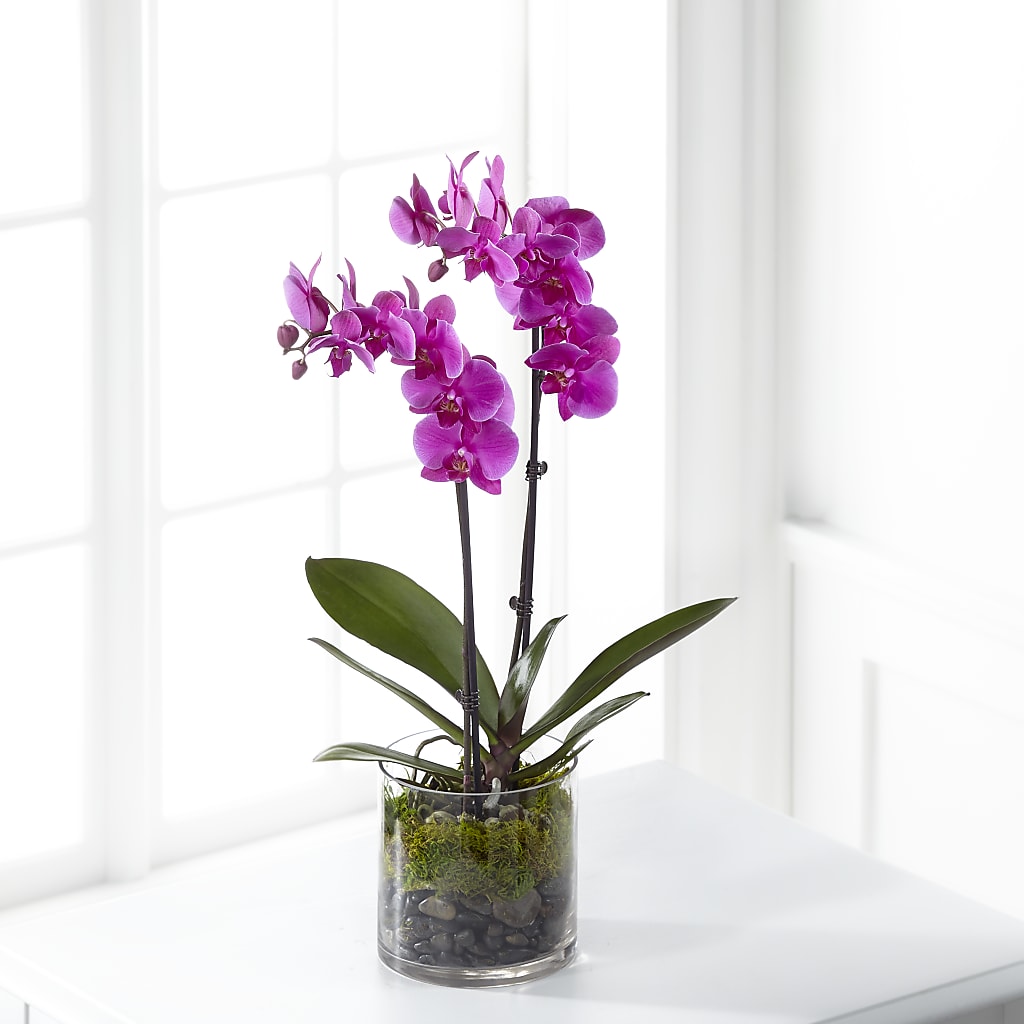 Pink Orchid Plant – HUTCHINSON'S FLOWERS INC, Sykesville MD