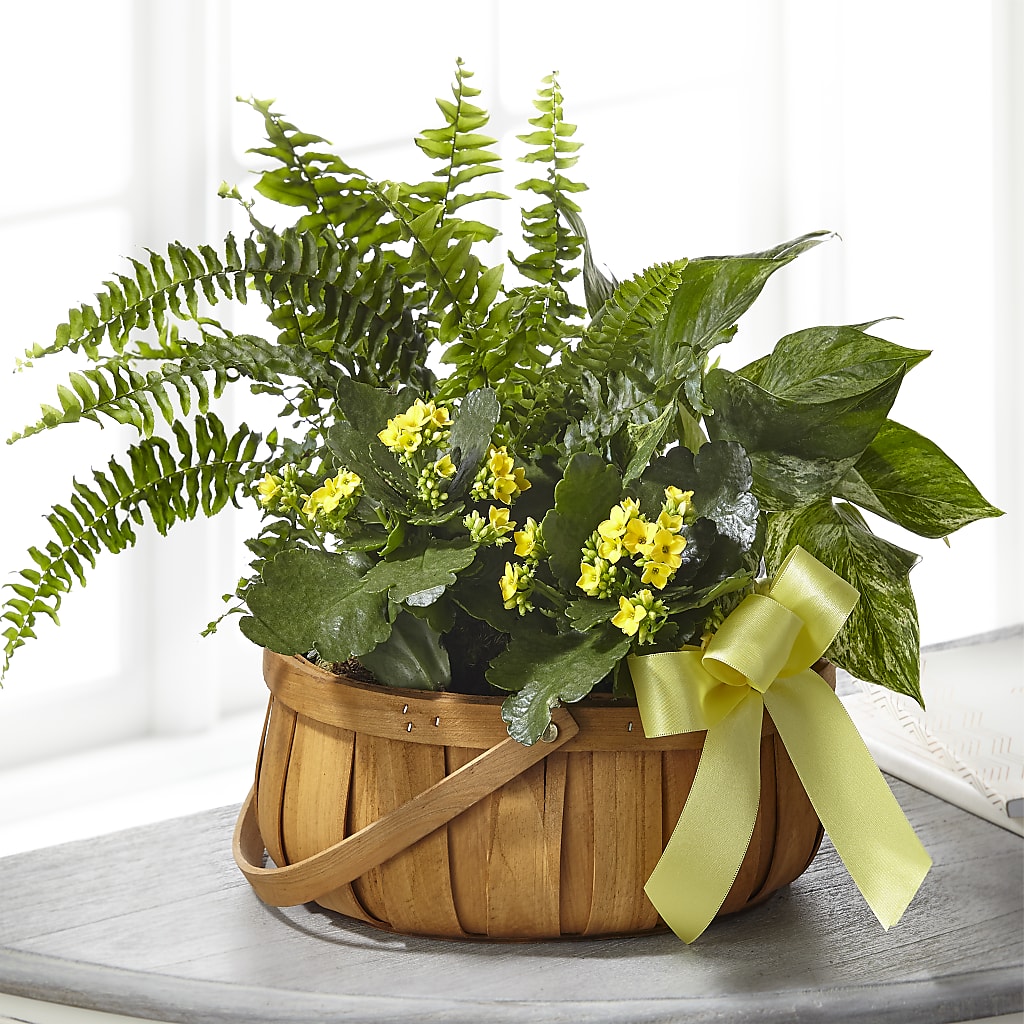 Always Dear Dishgarden – HUTCHINSON'S FLOWERS INC, Sykesville MD