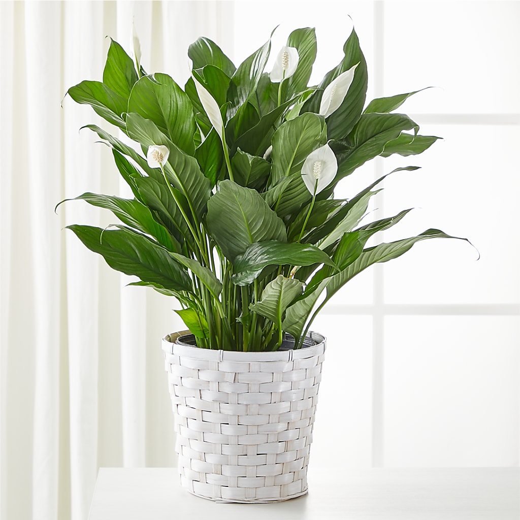 A New Leaf Peace Lily – HUTCHINSON'S FLOWERS INC, Sykesville MD