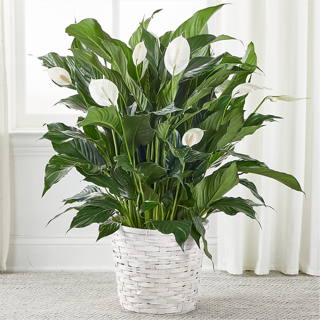 A New Leaf Peace Lily – HUTCHINSON'S FLOWERS INC, Sykesville MD