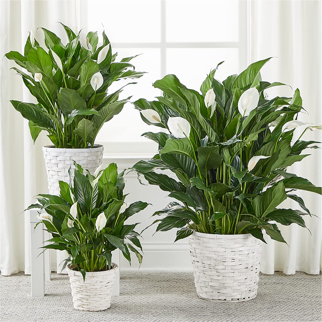 A New Leaf Peace Lily – HUTCHINSON'S FLOWERS INC, Sykesville MD