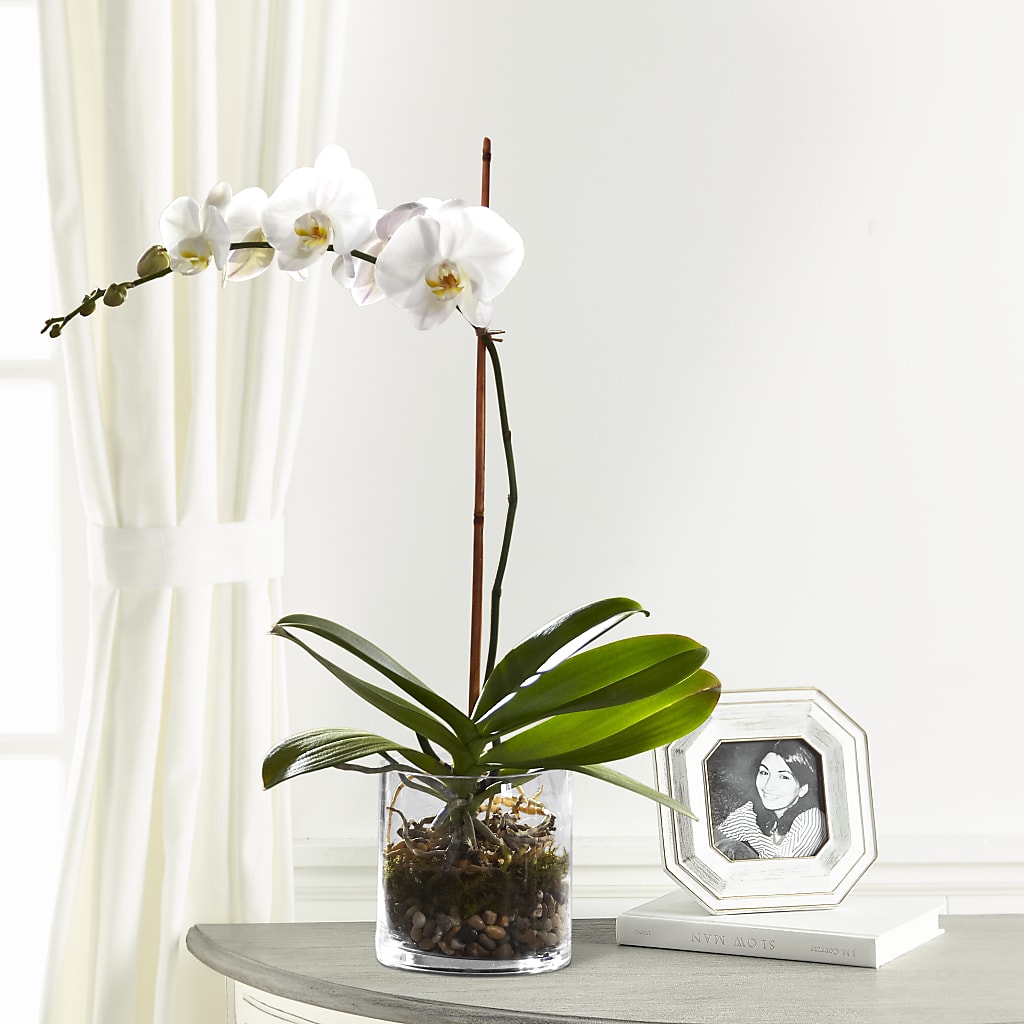 White Orchid Planter – HUTCHINSON'S FLOWERS INC, Sykesville MD