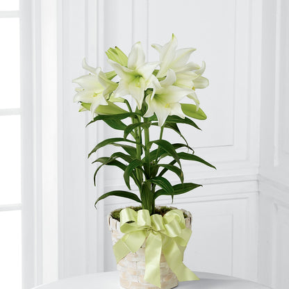 Easter Lily Plant – HUTCHINSON'S FLOWERS INC, Sykesville MD