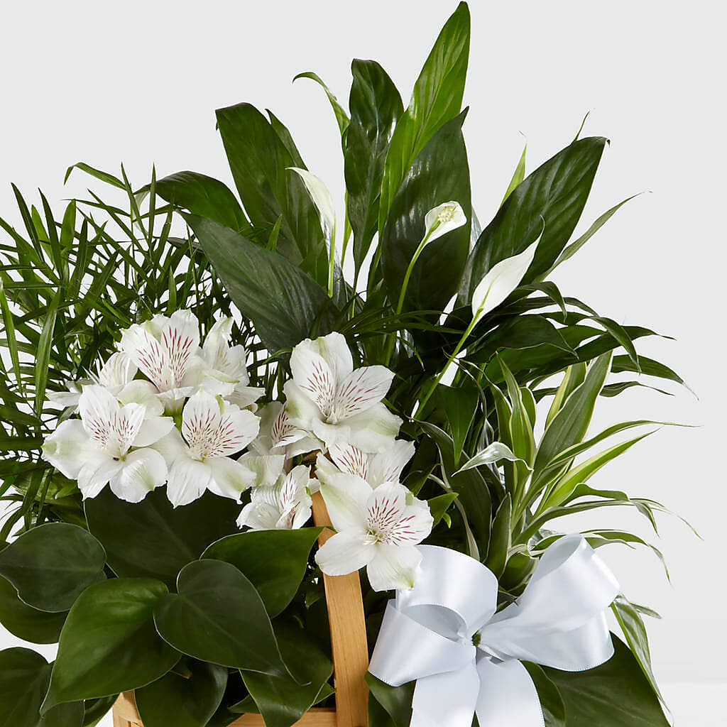 Peace & Serenity Dishgarden – HUTCHINSON'S FLOWERS INC, Sykesville MD