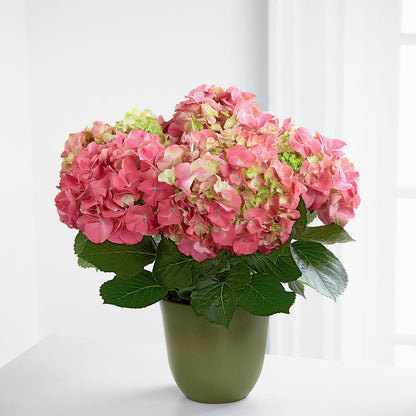 Pink Hydrangea Planter – HUTCHINSON'S FLOWERS INC, Sykesville MD