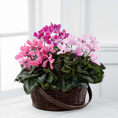 Mixed Cyclamen Planter – HUTCHINSON'S FLOWERS INC, Sykesville MD