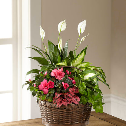Dream in Pink Dishgarden – HUTCHINSON'S FLOWERS INC, Sykesville MD