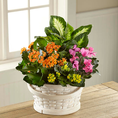 Color Crush Dishgarden – HUTCHINSON'S FLOWERS INC, Sykesville MD