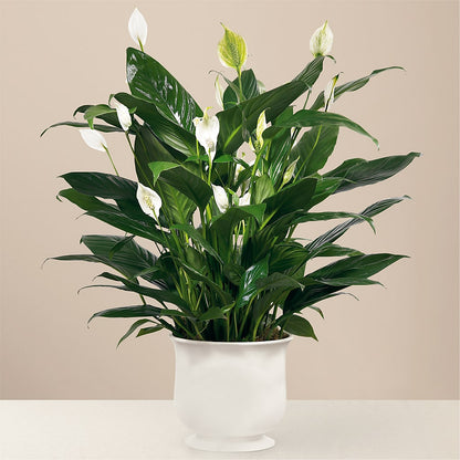 Comfort Planter – HUTCHINSON'S FLOWERS INC, Sykesville MD