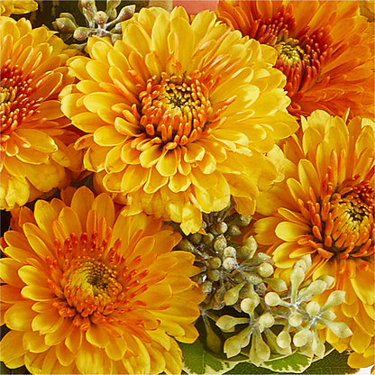 Peachy Pumpkin – HUTCHINSON'S FLOWERS INC, Sykesville MD