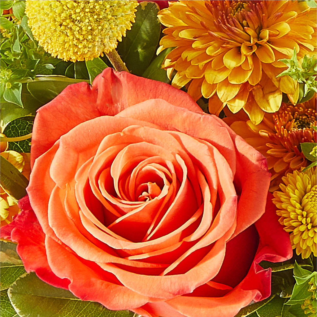 Gourdgeous Pumpkin – HUTCHINSON'S FLOWERS INC, Sykesville MD
