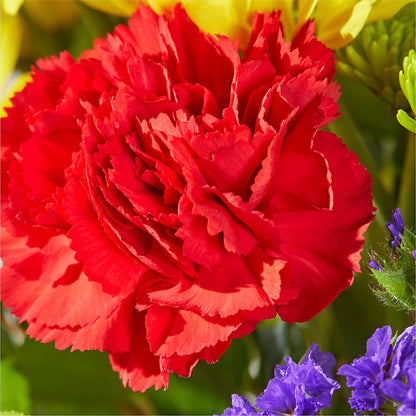 Brighter Days Bouquet – HUTCHINSON'S FLOWERS INC, Sykesville MD