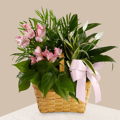 Living Spirit Dishgarden – HUTCHINSON'S FLOWERS INC, Sykesville MD