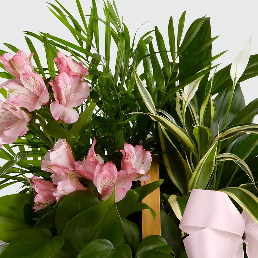 Living Spirit Dishgarden – HUTCHINSON'S FLOWERS INC, Sykesville MD