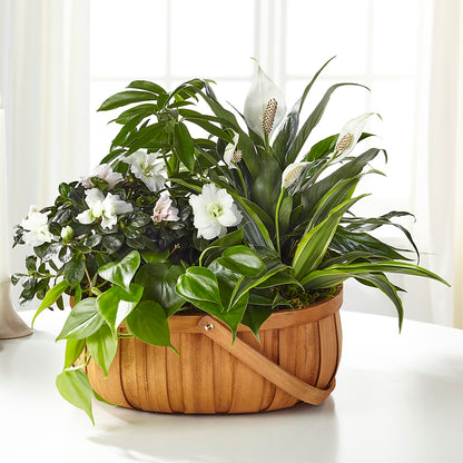 Serene Dishgarden – HUTCHINSON'S FLOWERS INC, Sykesville MD