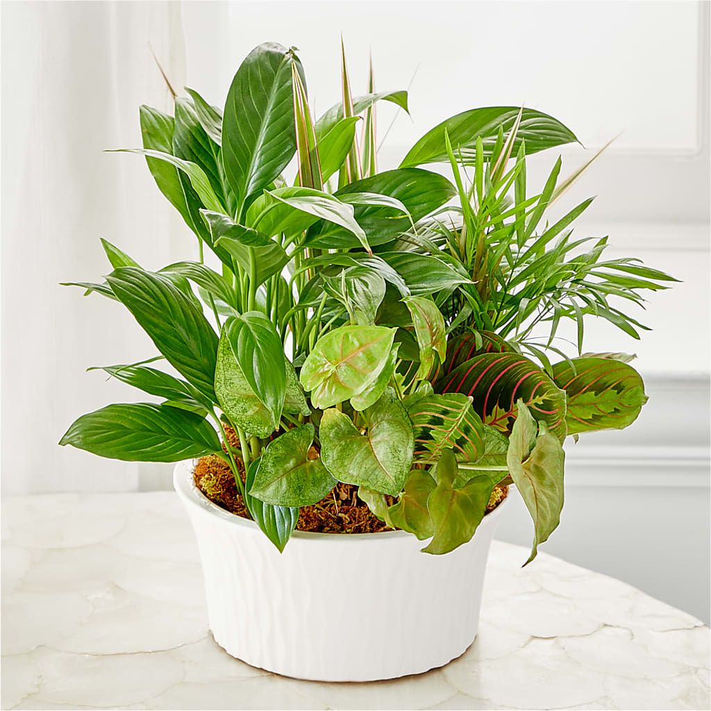 Balance & Harmony Dishgarden – HUTCHINSON'S FLOWERS INC, Sykesville MD