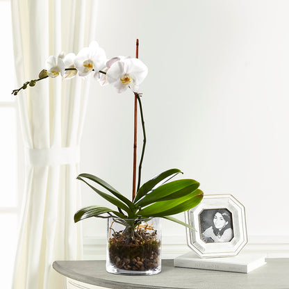White Orchid Planter – HUTCHINSON'S FLOWERS INC, Sykesville MD