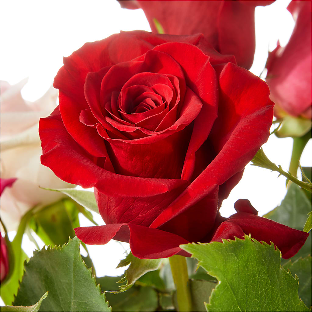 Love Notes Rose Bouquet – HUTCHINSON'S FLOWERS INC, Sykesville MD