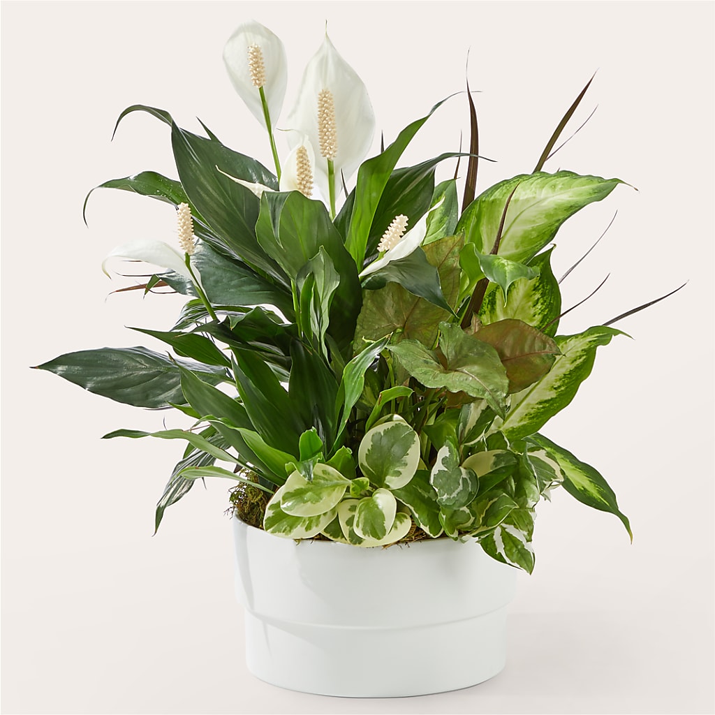 Radiating Positivity Dishgarden – HUTCHINSON'S FLOWERS INC, Sykesville MD