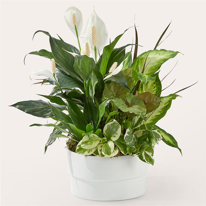 Radiating Positivity Dishgarden – HUTCHINSON'S FLOWERS INC, Sykesville MD